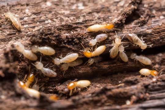 Termite Control